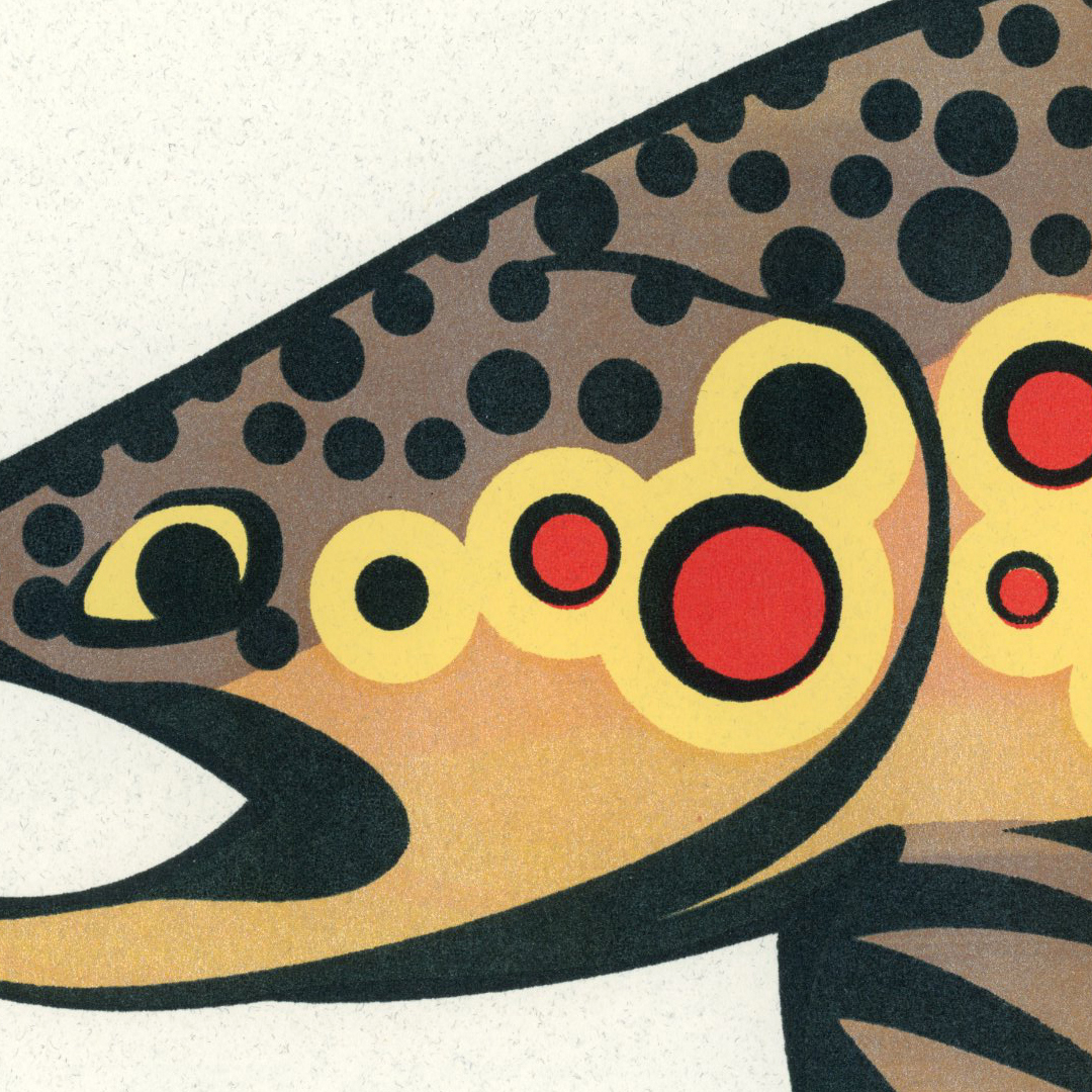 Brown Trout Detail