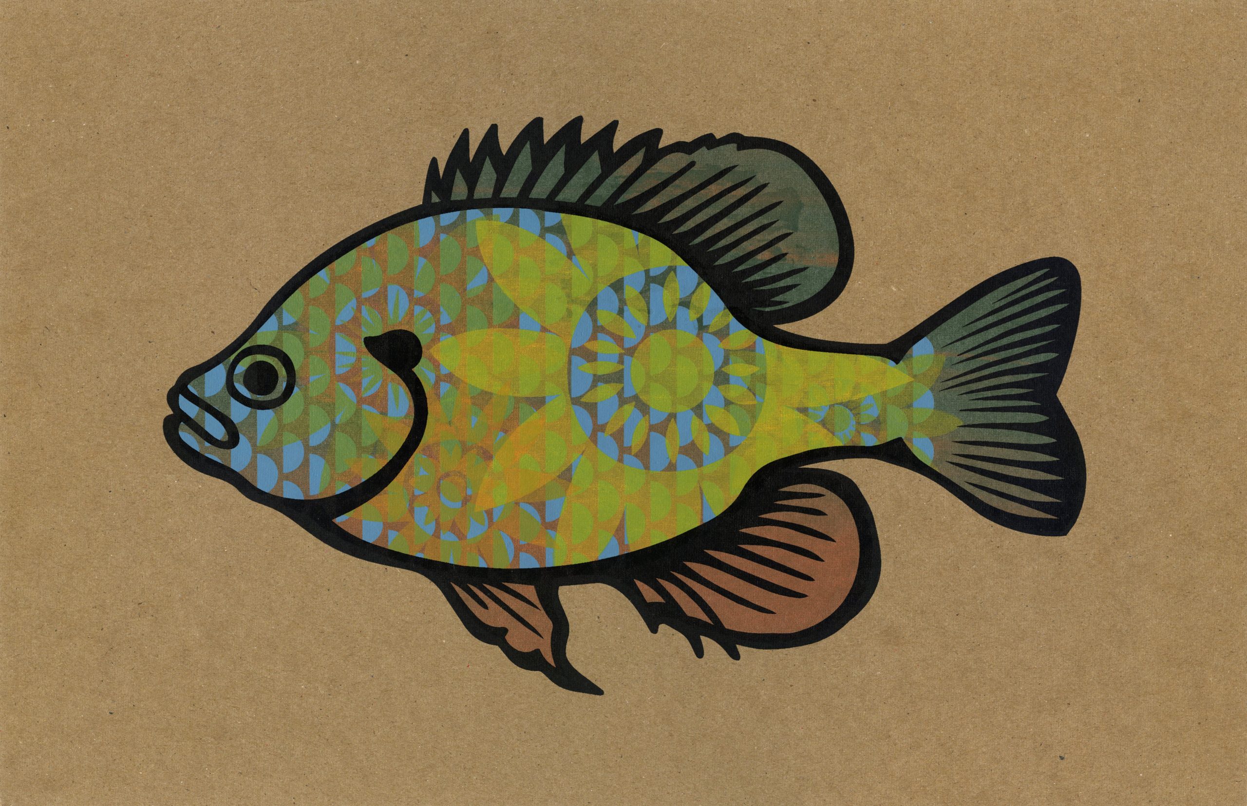 Green Sunfish v1